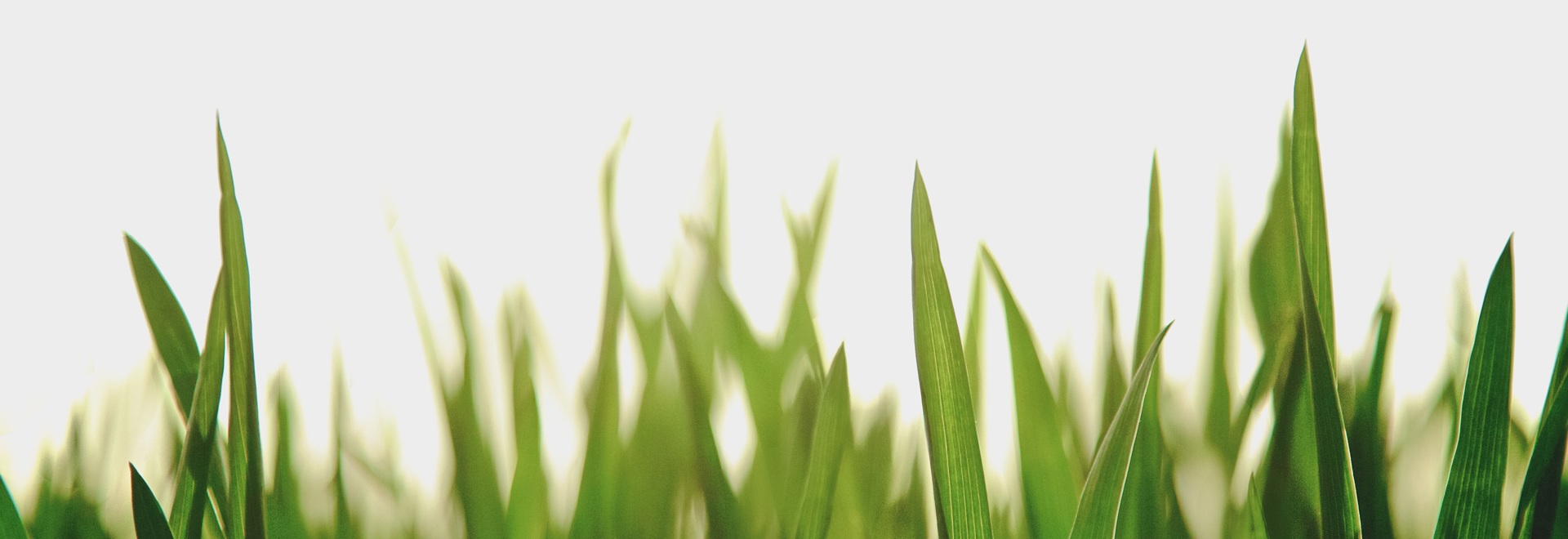 gras