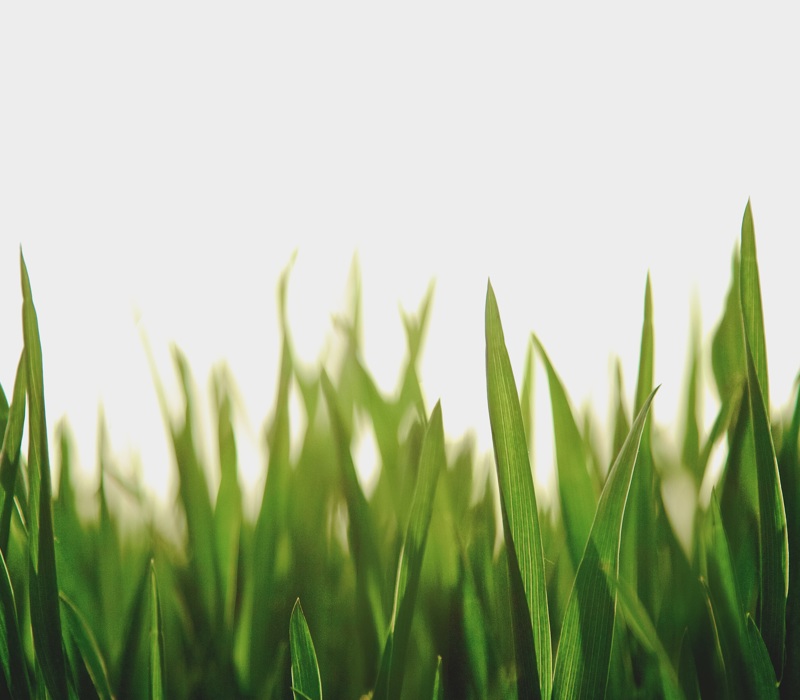 Gras