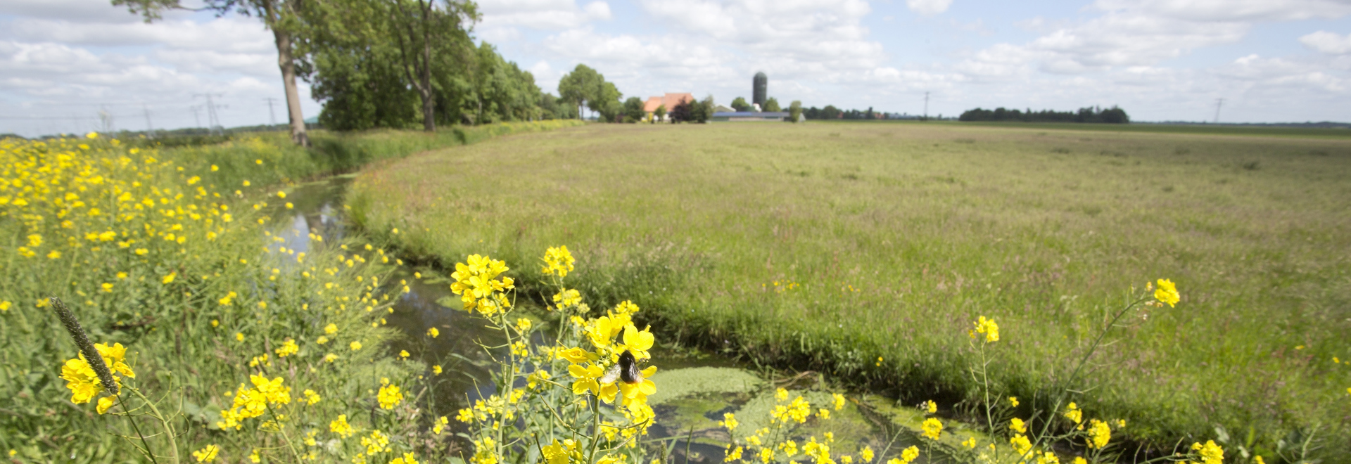 Foto gele bloemen