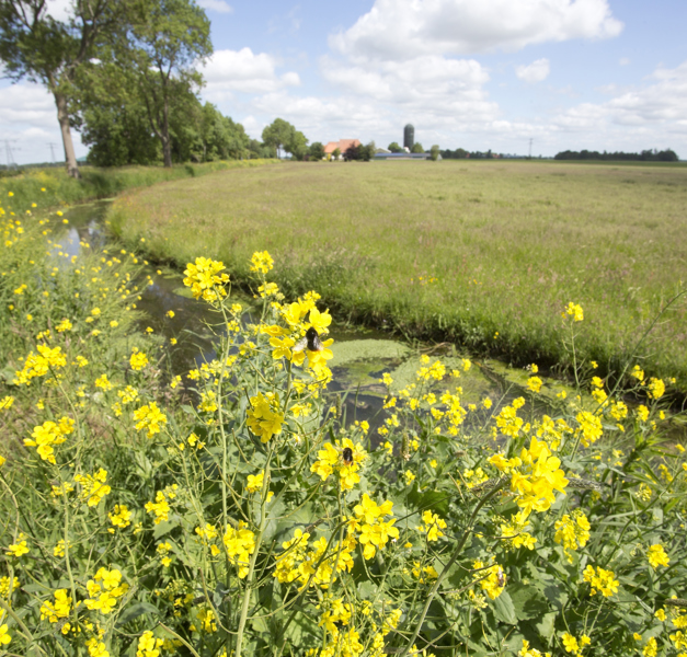 Gele Bloemen Met Agrarisch Landschap