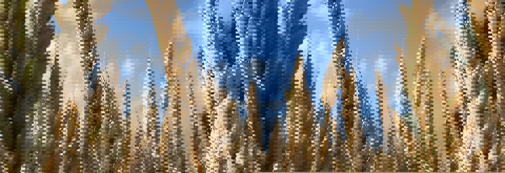 graan
