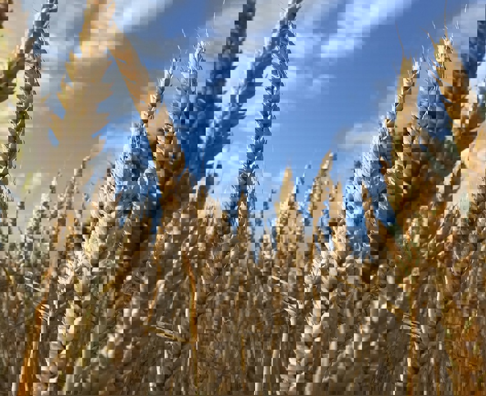 294041424 2262452667241052 1850217204502809997 N