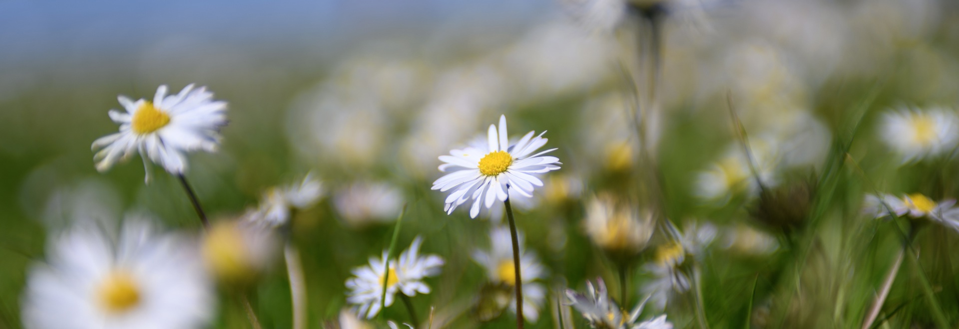 Bloemen